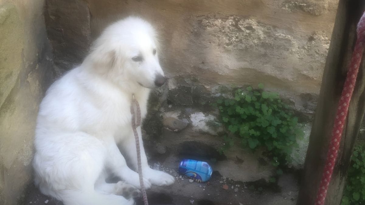 I poliziotti scoprono un cucciolo abbandonato in città: la verità sul proprietario viene a galla