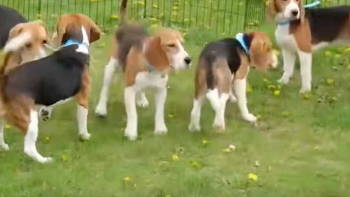 Accordo segreto libera 1500 cuccioli di Beagle condannati all'inferno di un laboratorio
