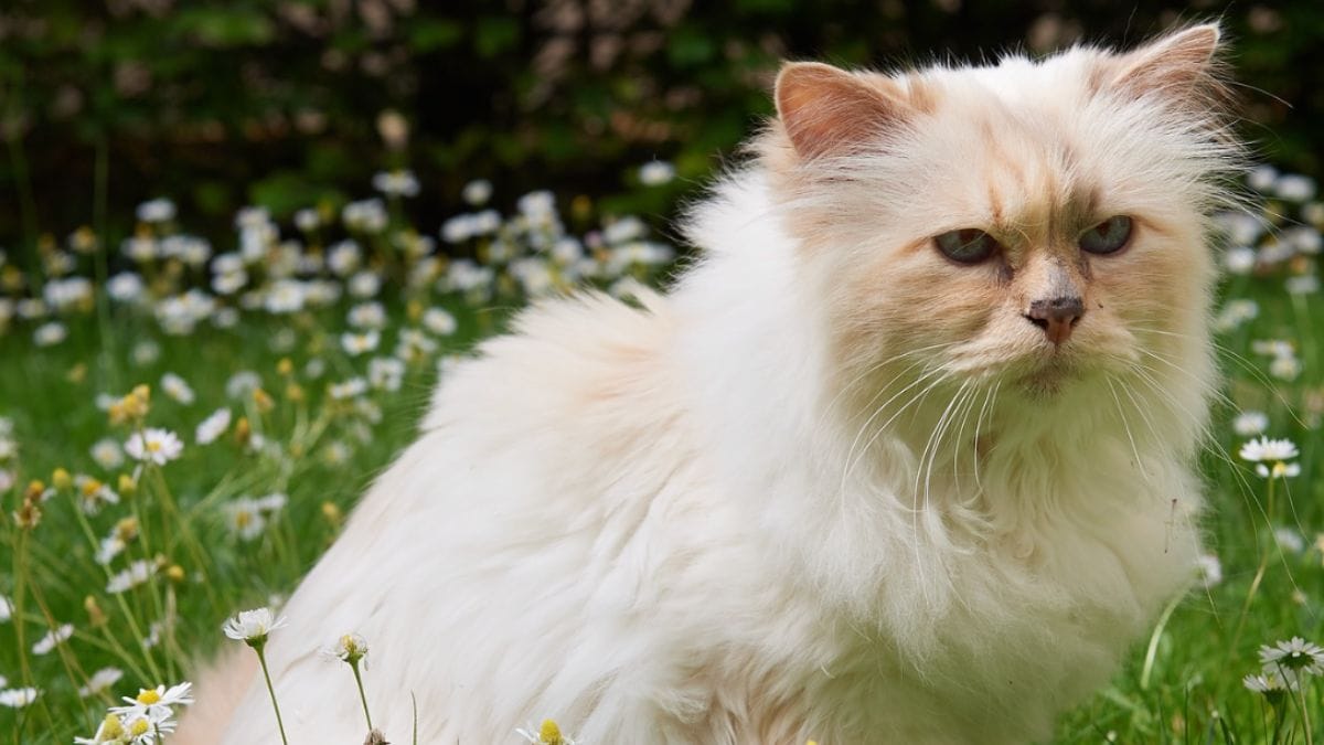 Karl Lagerfeld: 7 anni dopo la sua morte, la gattina Choupette aspetta ancora la sua eredità
