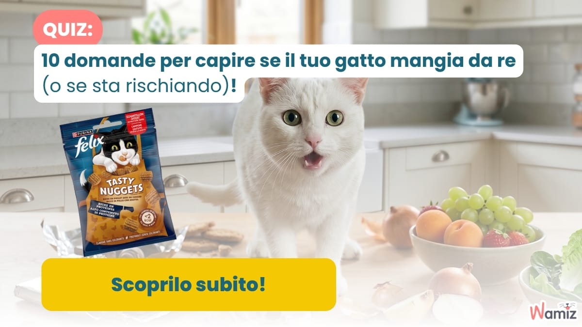 Sei un vero esperto di gatti? Mettiti alla prova con il nostro quiz!