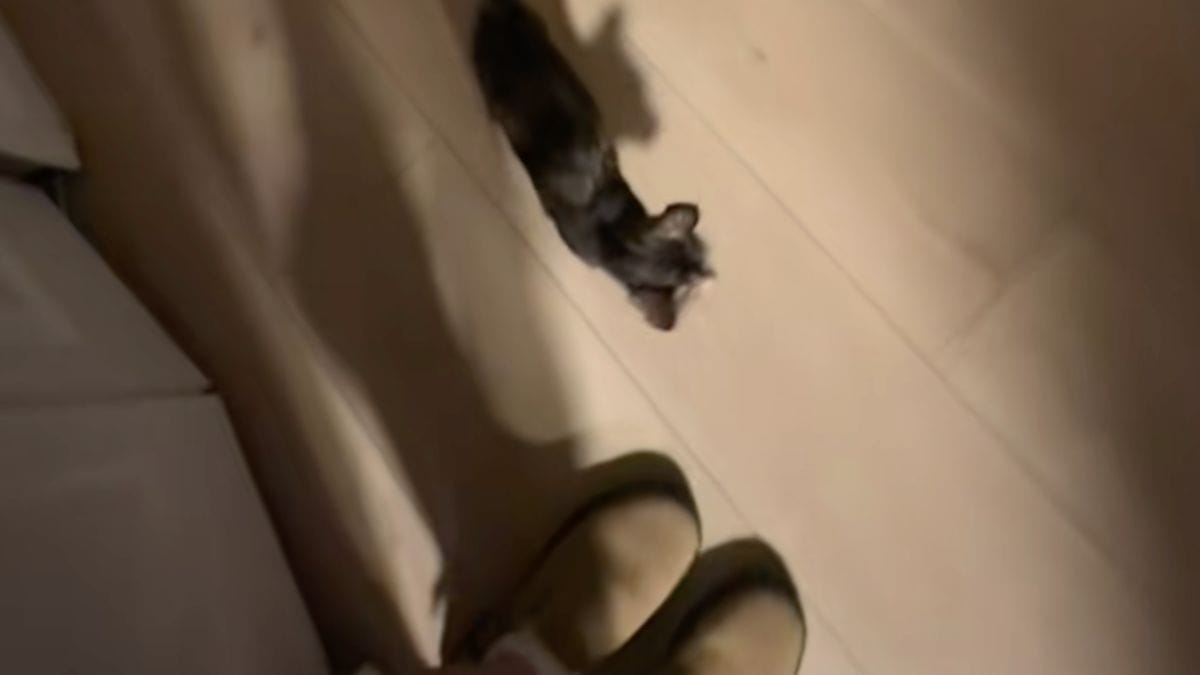 Questo gattino randagio segue una famiglia a spasso: il suo piano si rivela perfetto