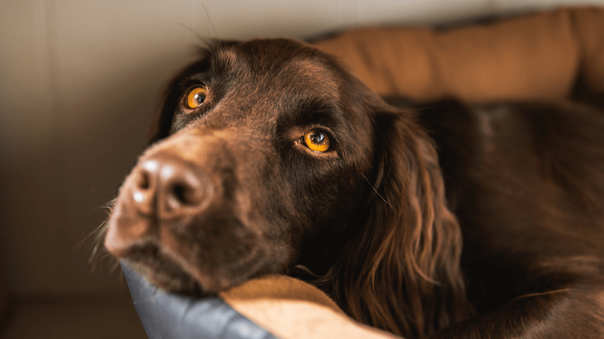 Avvertimento ai proprietari dopo che un cane ha rischiato la morte a causa di questa verdura popolare