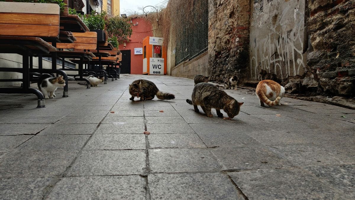 Osserva il salvataggio da lontano: quando si avvicinano, scoprono chi è davvero questo animale misterioso