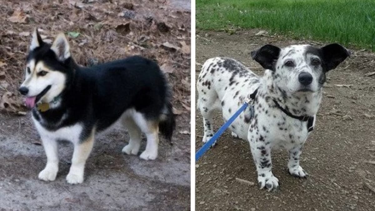 15 incroci di Corgi talmente buffi che non riuscirete a smettere di guardarli