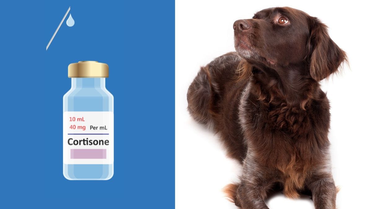 Prednisolon 5mg für hunde