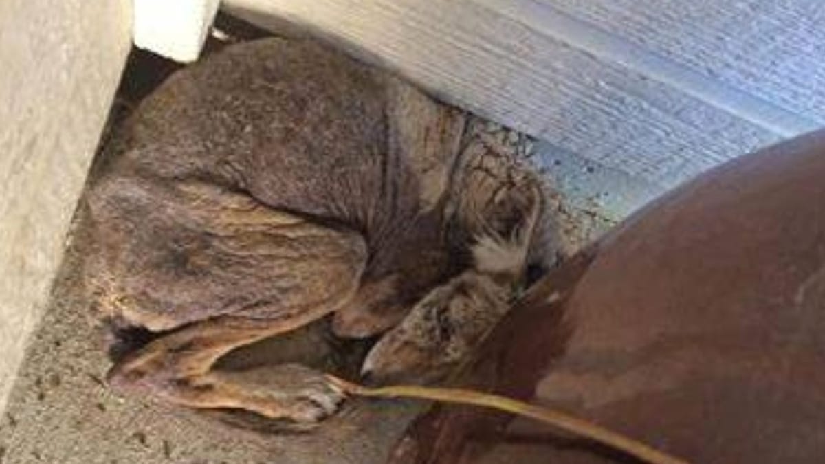 Trova una creatura insolita in giardino e quando viene identificata, non riesce a crederci