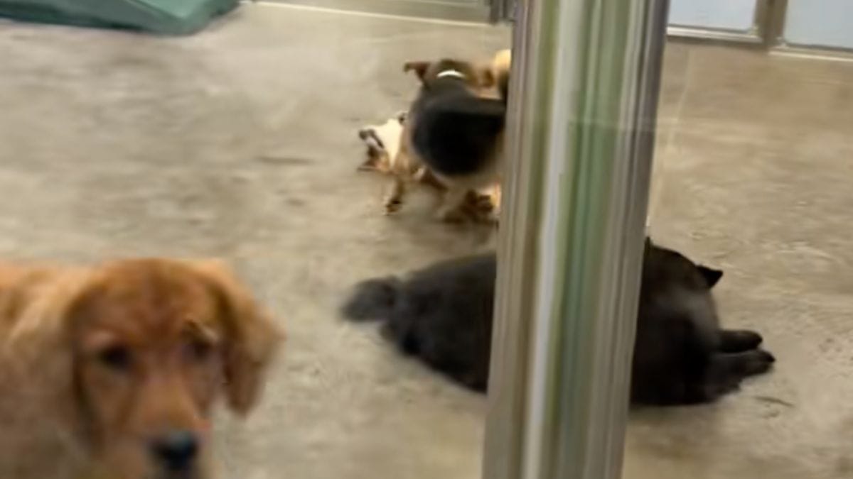 Riprende il suo cane all'asilo: quello che scopre lo lascia senza parole