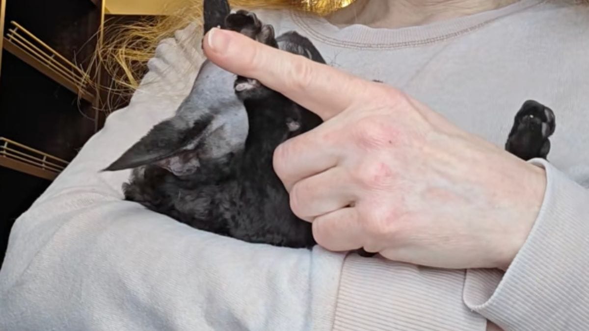 Questo gattino Devon Rex conquista il web: il suo mantello unico crea l'illusione di due felini