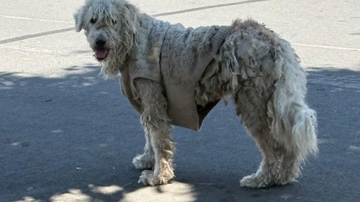 La salvano dalla strada coperta di pelo infeltrito: dal veterinario emerge una terribile ferita nascosta