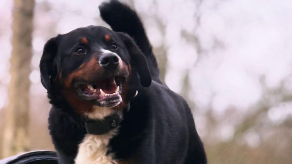 Un cane viene adottato: 24 ore dopo torna al rifugio per un motivo atroce