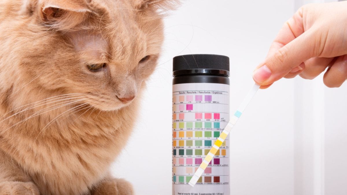 Di che colore può essere l'urina del gatto?