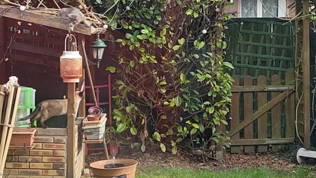 Riesci a trovare il gatto nascosto in 15 secondi? Non è così facile come sembra!