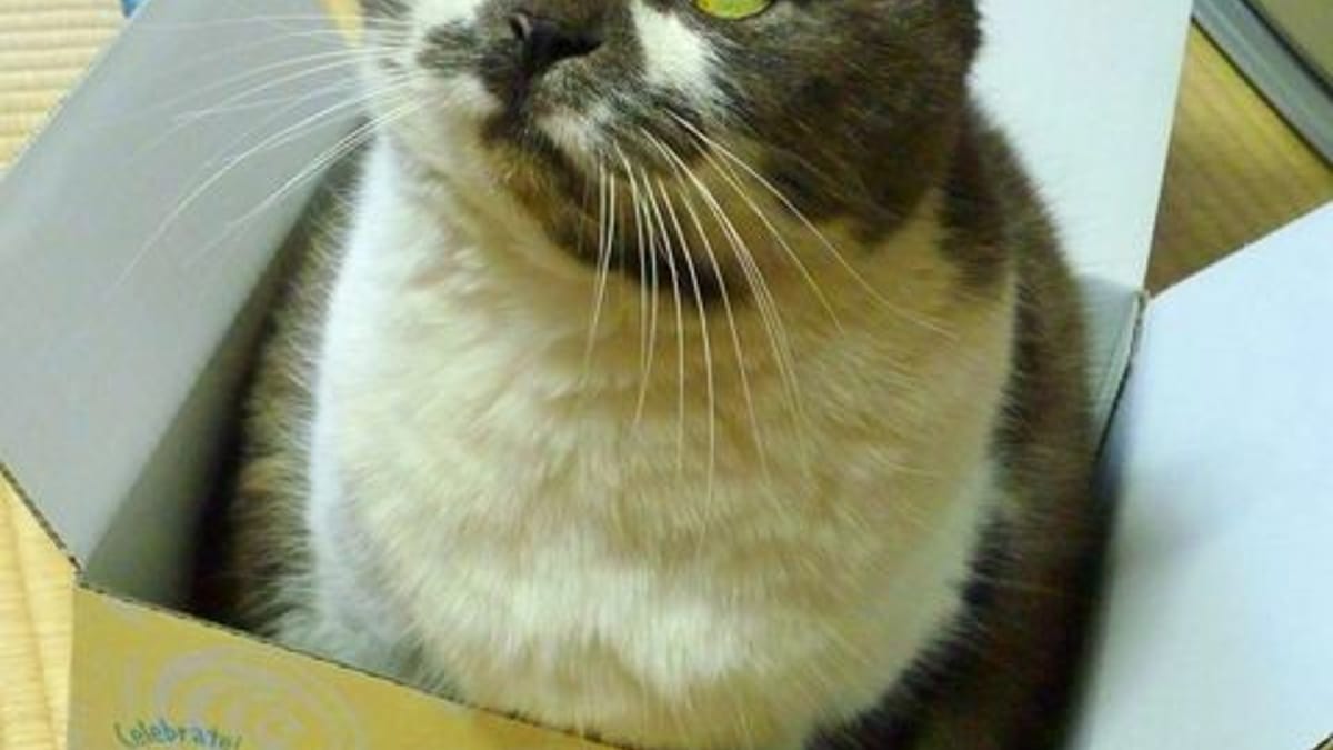 Dermatites Auto Immunes Du Chat