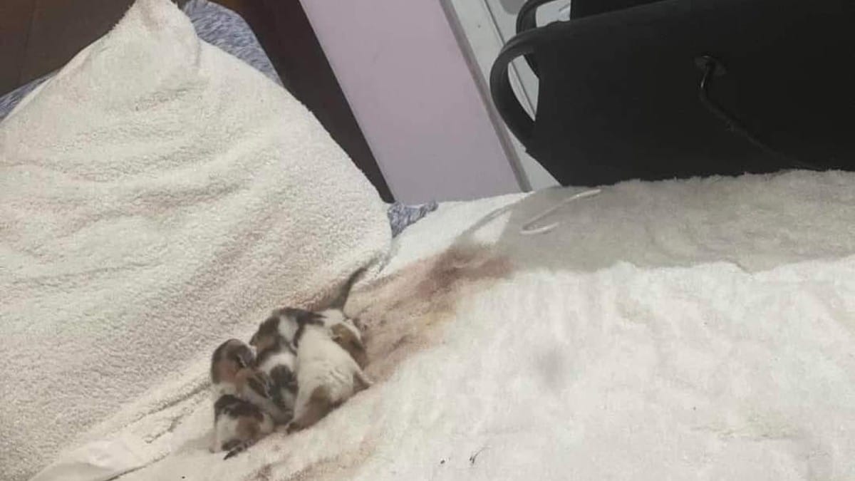 Rumori nella camera degli ospiti: ciò che scoprono sul letto è difficile da credere