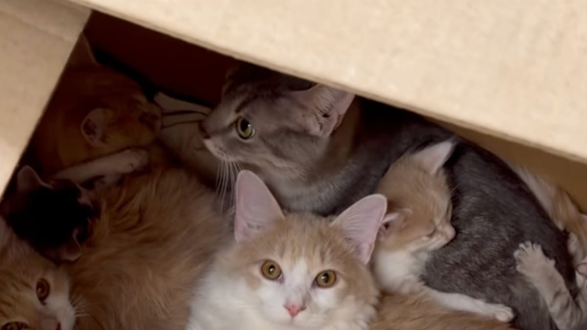 Scatola abbandonata vicino a un cassonetto: il numero di animali all'interno è incredibile