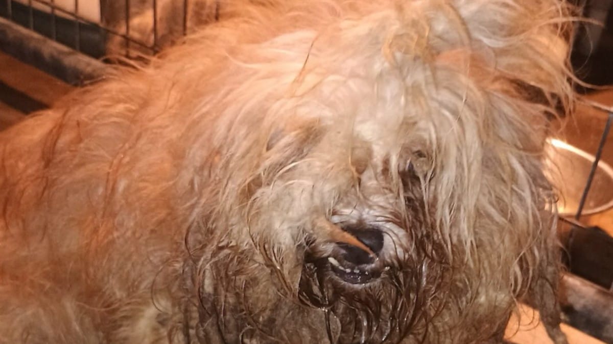Non sembravano nemmeno cani: la rinascita di alcuni Maltesi trovati in condizioni disperate