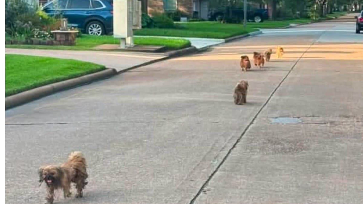 Houston (USA): un branco di cagnolini terrorizzati in strada nasconde una verità sconvolgente