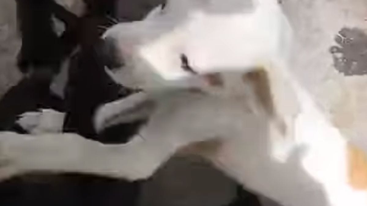 Video. Mentre guida deve frenare di colpo: 10 cuccioli le corrono incontro