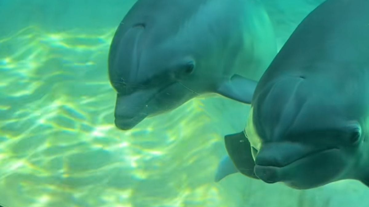 Video. Questo cane da assistenza visita un acquario: la reazione dei delfini sciocca 2 milioni di persone