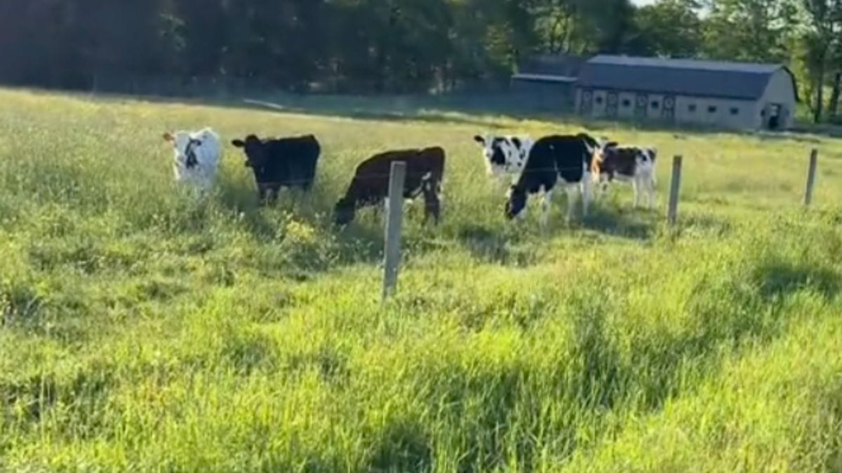 Video. Cucciolo vede le mucche per la prima volta: 5,8 milioni di persone scoppiano a ridere