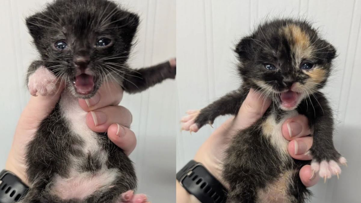 Dopo una separazione difficile, due adorabili gattini orfani festeggiano il loro ritrovamento