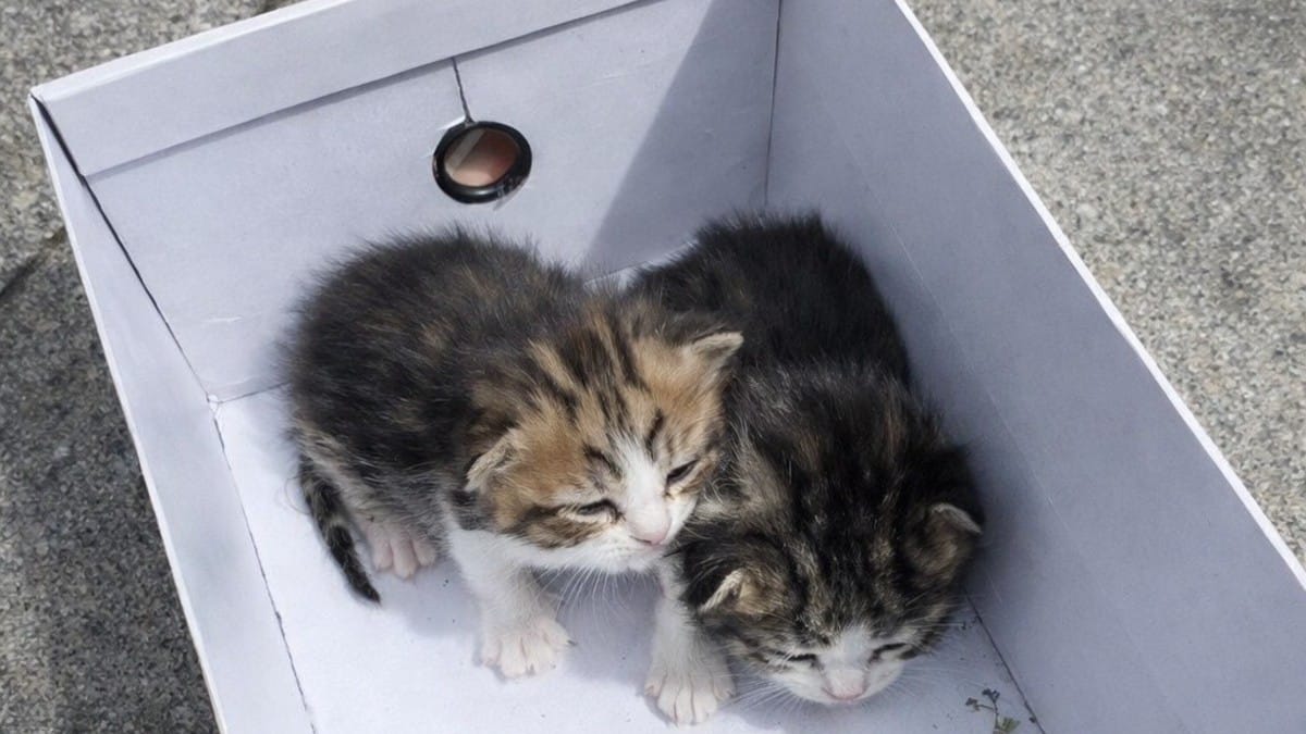 Un passante nota una scatola sospetta per terra e scopre due gattini «magrissimi» all'interno