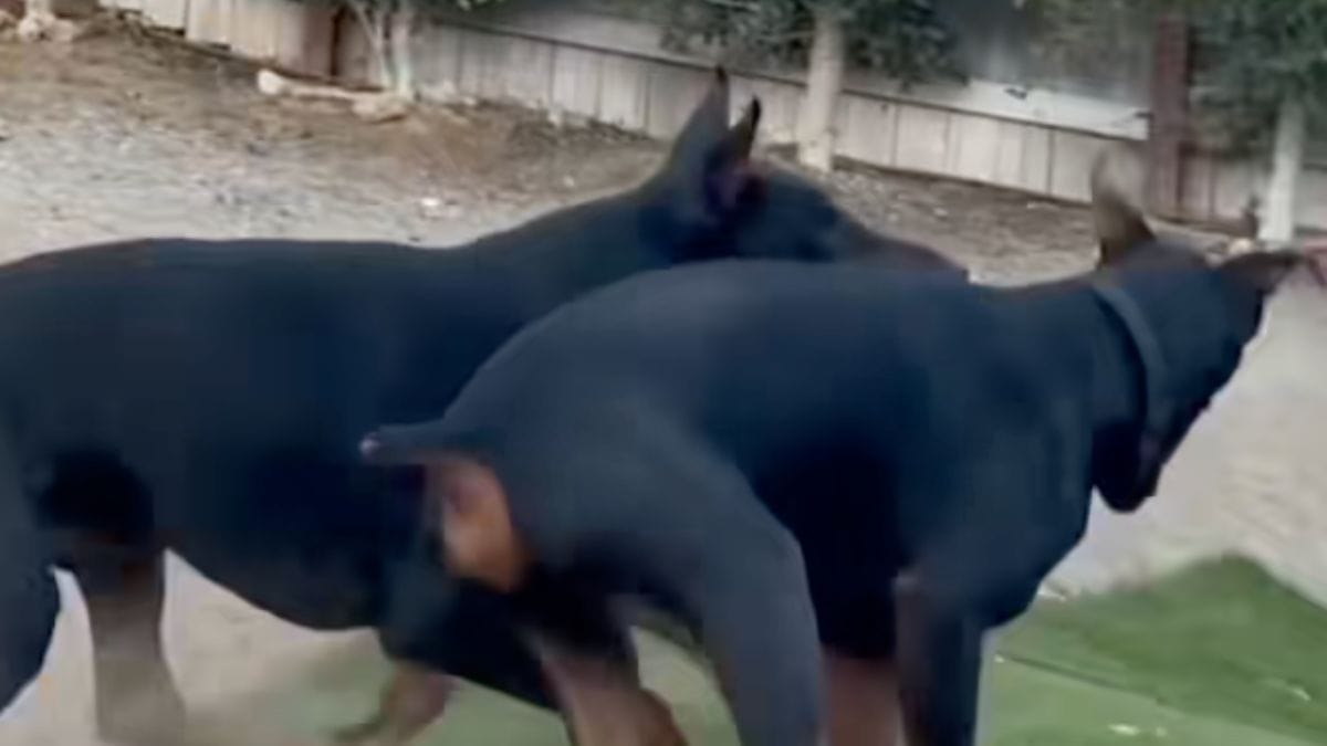 Video. I cani giocano in giardino senza vedere il pericolo avvicinarsi: 1,2 milioni di persone rabbrividiscono