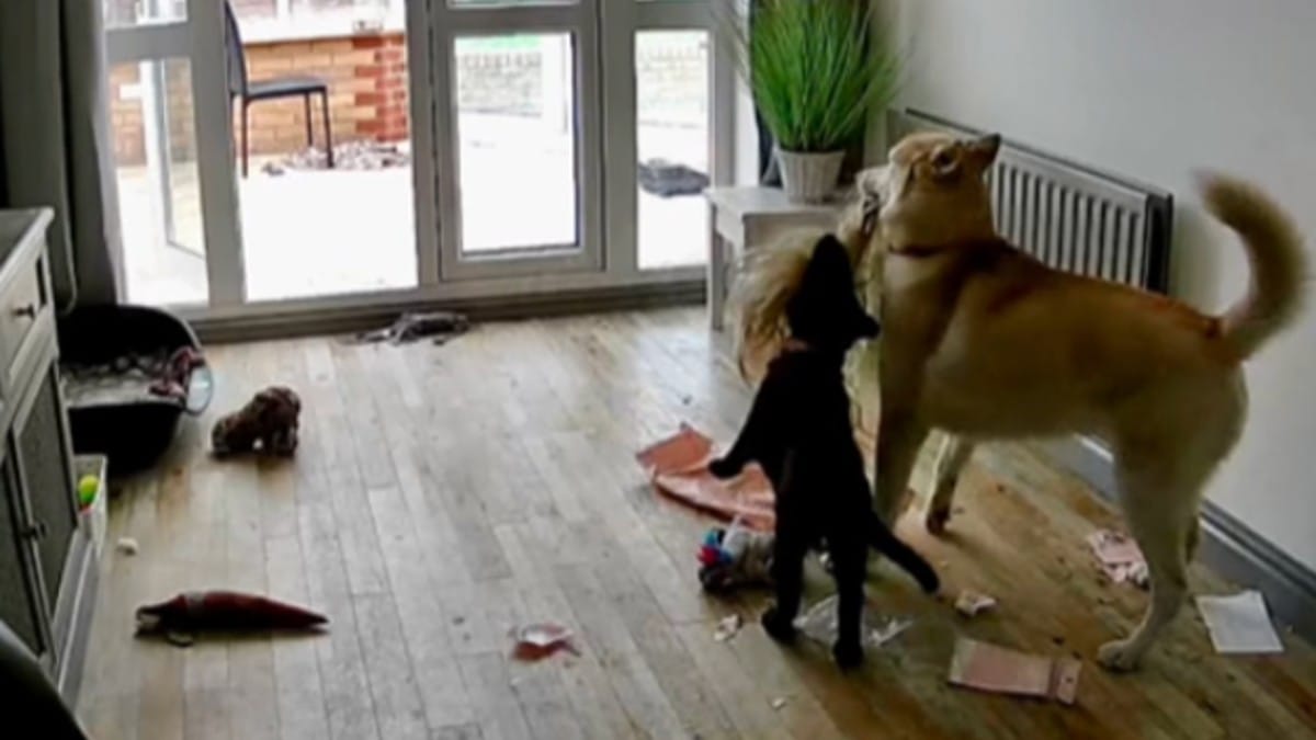 Riceve un pacco durante la sua assenza e controlla dalla telecamera dei cani: è il caos totale