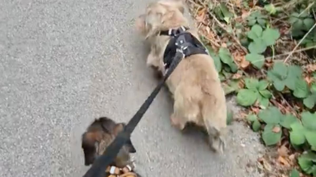 Due Bassotti fingono di essere stanchi durante la passeggiata: una frase li smaschera subito