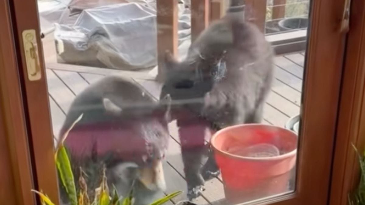 Due orsi si avvicinano alla casa: la reazione del gatto è da vero eroe