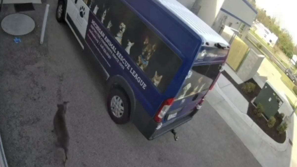 La telecamera di sorveglianza riprende una scena incredibile: una cagnolina randagia si presenta da sola al rifugio