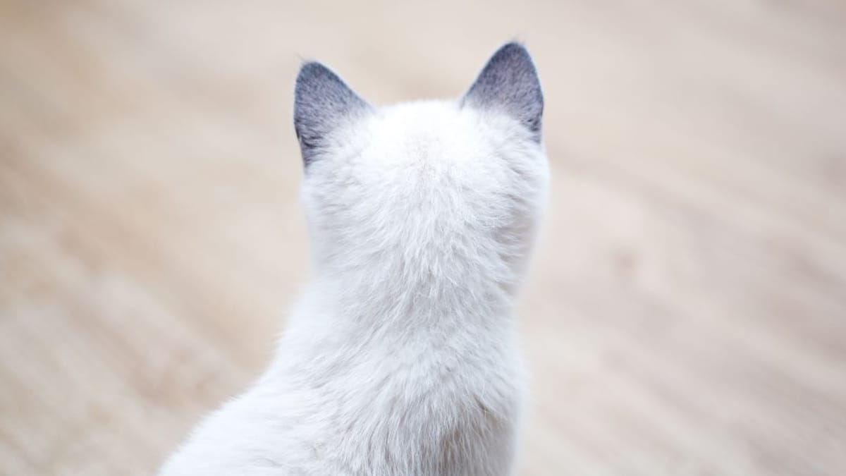 Strano scherzo della natura: un gatto porta "il suo attributo" in mezzo al muso!