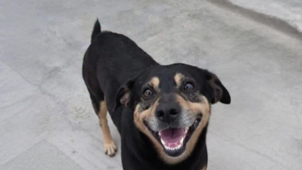 Questo cane corre chilometri dietro l'ambulanza del padrone, ma i nuovi proprietari lo abbandonano