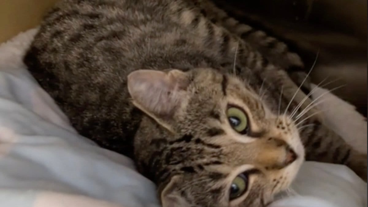 Video. Una famiglia adotta una gattina: il giorno dopo i volontari del rifugio non credono ai loro occhi
