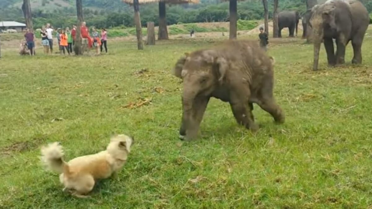 Video. Un elefante carica un cane: poi tutto cambia in un attimo