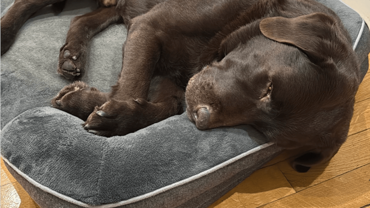 Nicolò De Devitiis e il grido d’aiuto per il suo Dotto: quando l’amore per un cane passa anche dai social