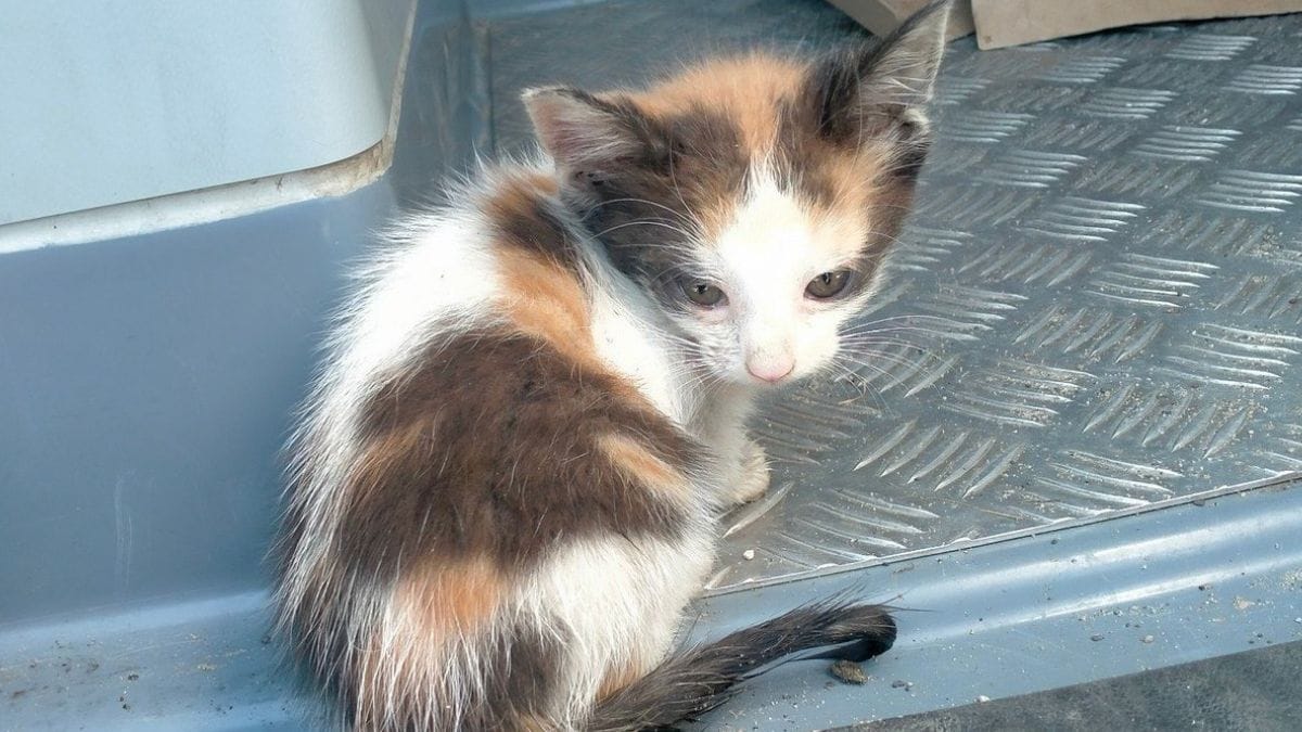 Dopo questo atto ignobile, un anziano crudele dovrà rispondere delle proprie azioni