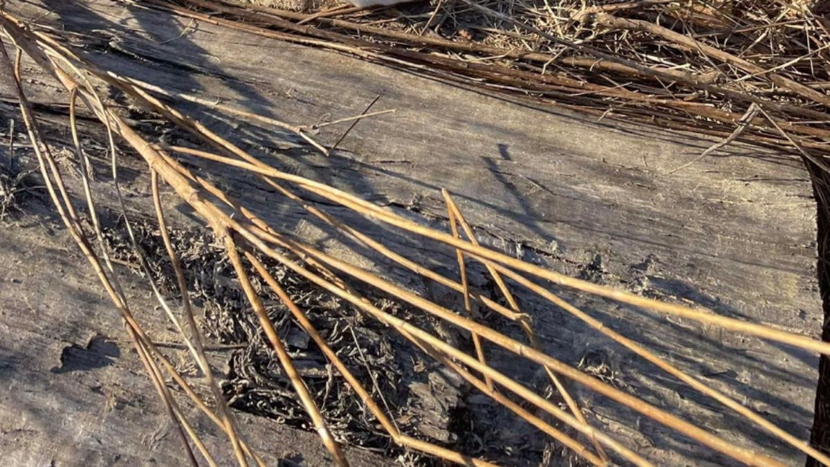 Fa il giro del suo terreno: quello che scopre abbandonato tra i cespugli gli strappa un grido