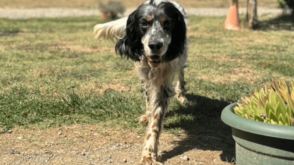 Setter Inglese in pericolo: la battaglia di Duccio per sopravvivere . Ecco come possiamo aiutarlo!