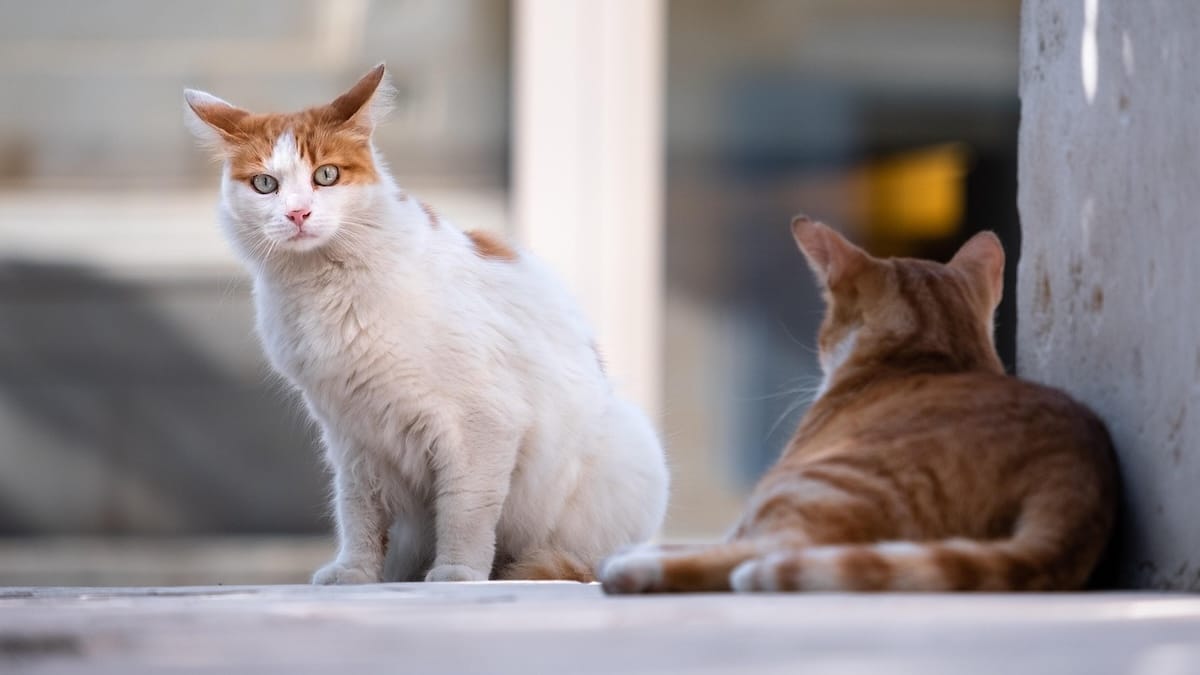Gatti abbandonati, un’emergenza in crescita: numeri allarmanti e soluzioni urgenti