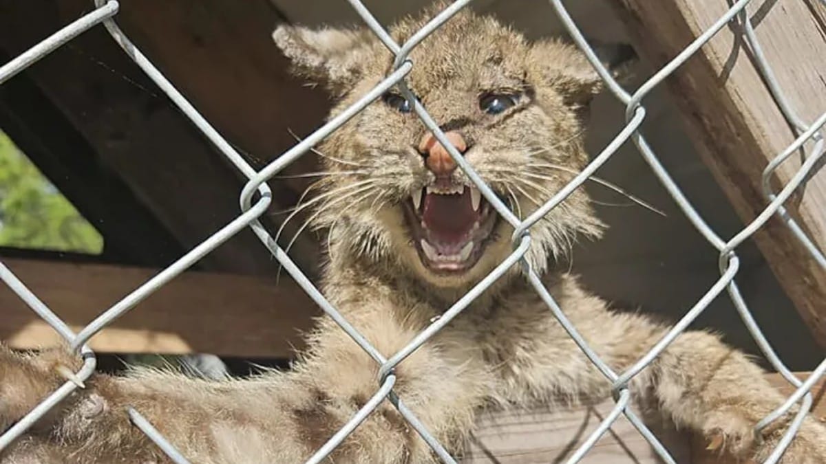 Un allevatore trova una strana creatura nel pollaio. La verità si rivela scioccante