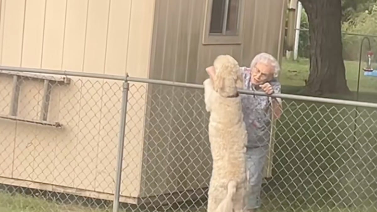 Cagnolina aspetta sempre al recinto la sua vicina: ma un giorno tutto cambia