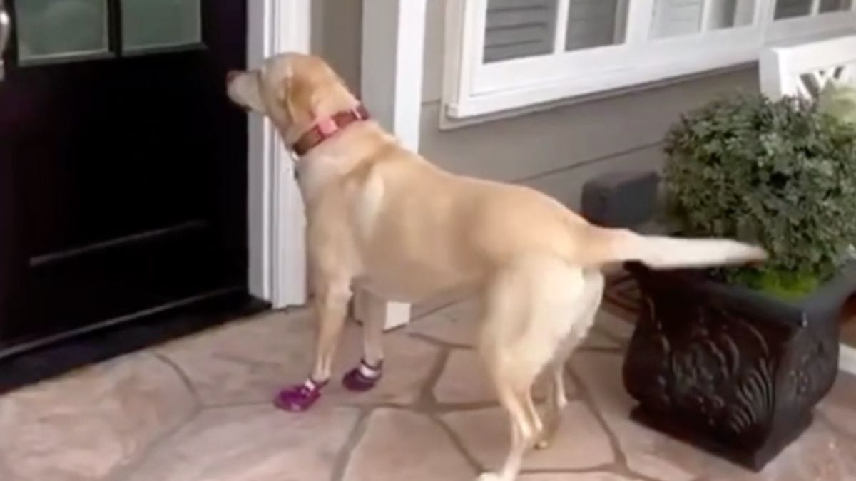 Video. La cagnolina del vicino va a trovarla ogni giorno: per lei installa un'attrezzatura speciale