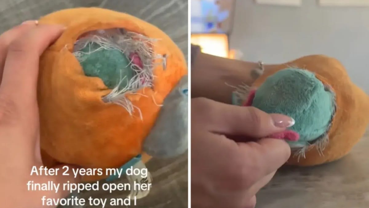 Il cane rompe il suo giocattolo preferito: la proprietaria resta a bocca aperta per quello che c’era nascosto