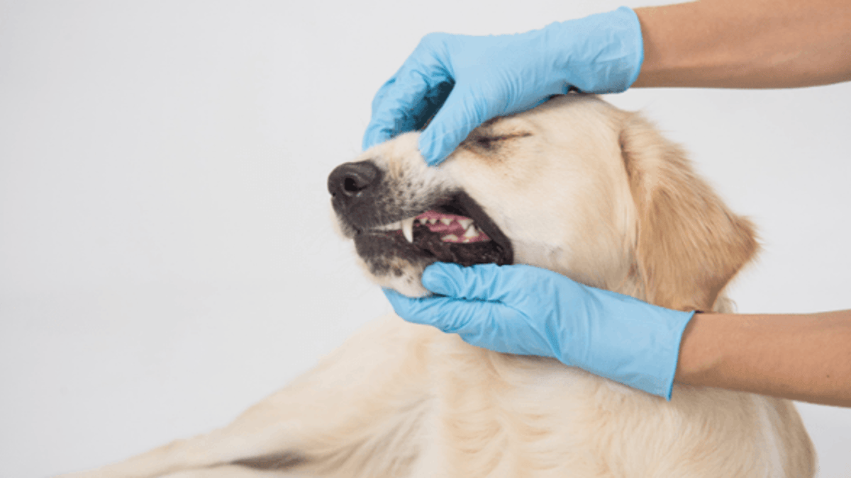 Quali sono le cause dell’epulide nel cane?