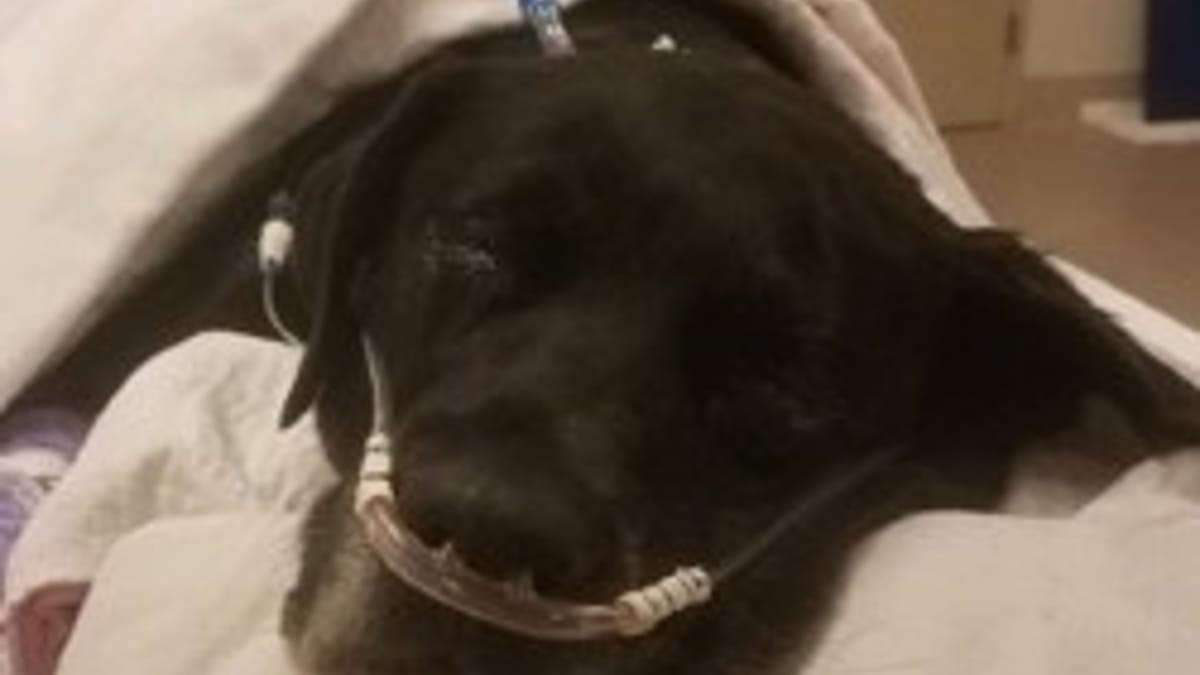 Video. Una Labrador viene abbandonata al rifugio: l'ecografia mostra che la situazione è drammatica