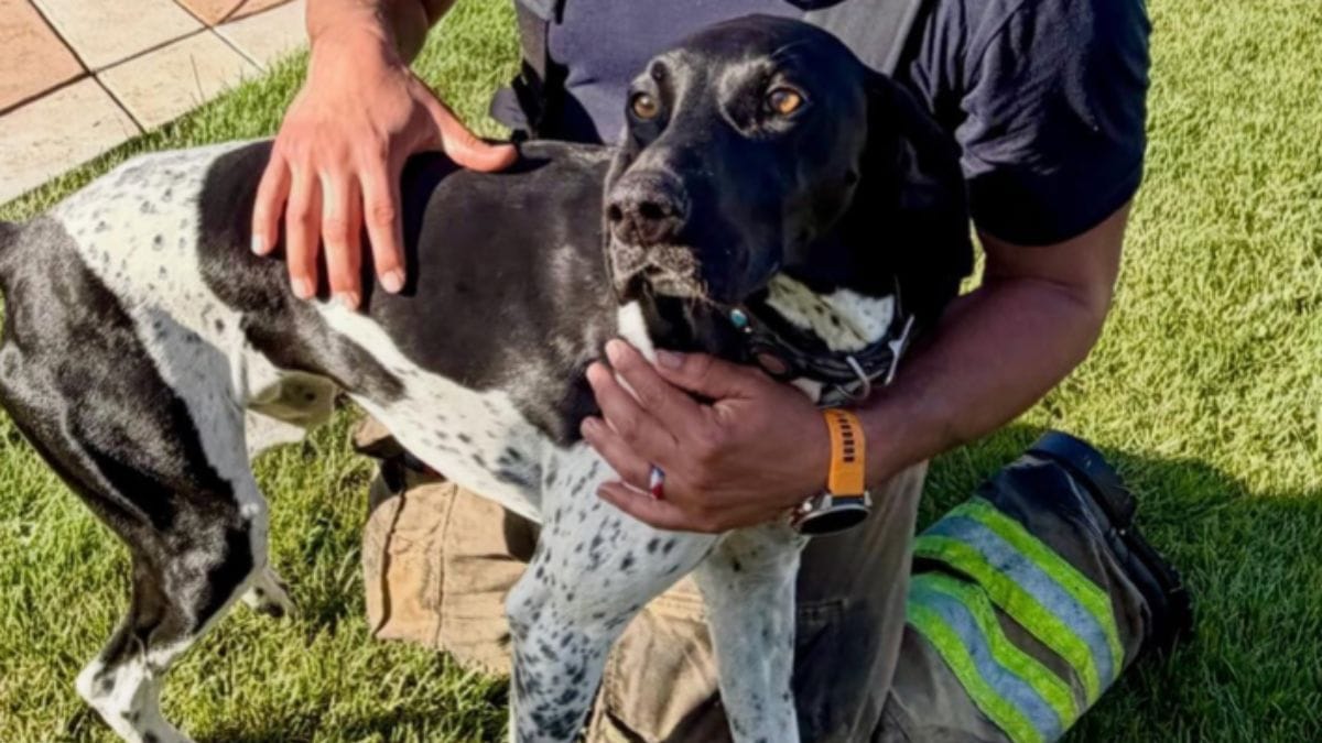 Abbaia alle 4:30 del mattino e non smette: la sua disobbedienza salva tutta la famiglia