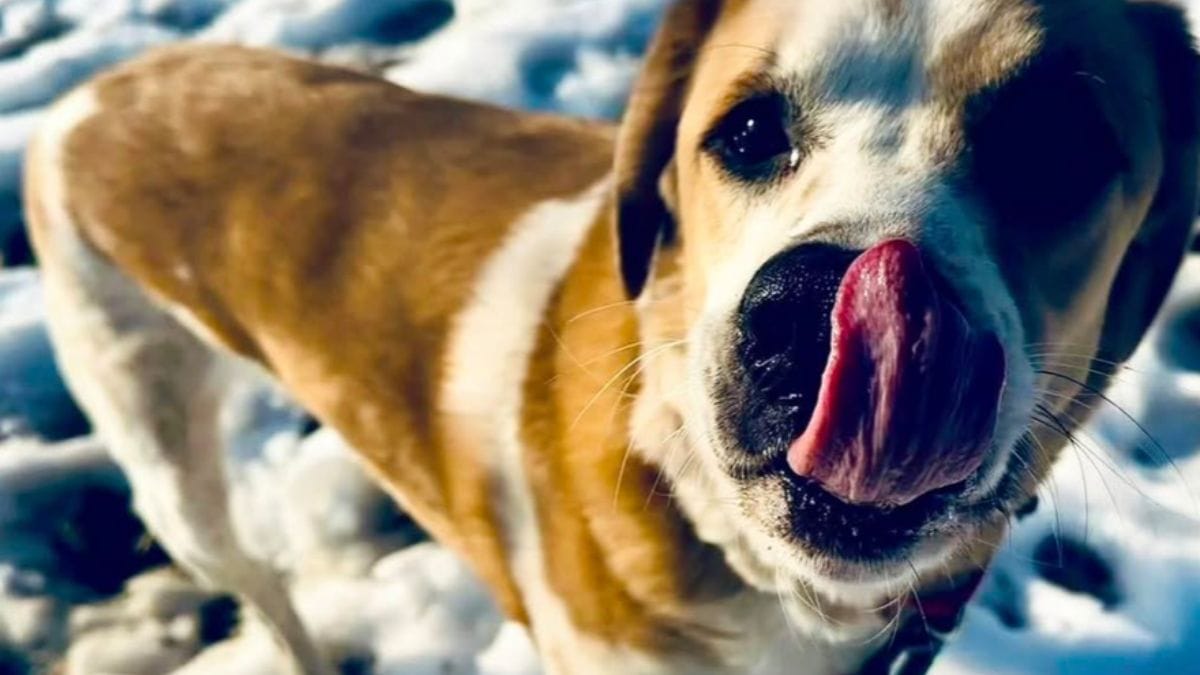 La famiglia di questo cane è stata sfrattata: il pelosetto «fugge» dalla realtà a modo suo
