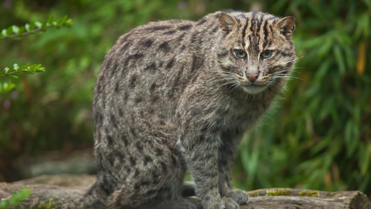 Cos'è un gatto pescatore? Informazioni, curiosità e molto altro