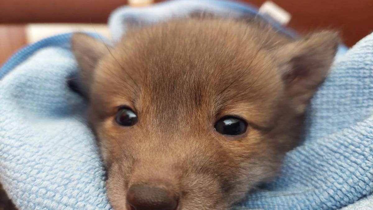 «Non era un cane»: lo shock di un passante dopo aver portato un animale selvatico in salotto